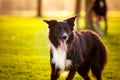 Happy Border Collie dog without leash outdoors in nature in beautiful sunrise. Happy Dog looking to camera in city park Royalty Free Stock Photo