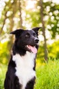 Happy Border Collie dog without leash outdoors in nature in beautiful sunrise. Happy Dog looking to camera in city park Royalty Free Stock Photo