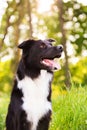 Happy Border Collie dog without leash outdoors in nature in beautiful sunrise. Happy Dog looking to camera in city park Royalty Free Stock Photo