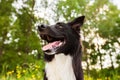 Happy Border Collie dog without leash outdoors in nature in beautiful sunrise. Happy Dog looking to camera in city park Royalty Free Stock Photo