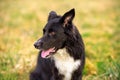 Happy Border Collie dog without leash outdoors in nature in beautiful sunrise. Happy Dog looking to camera in city park Royalty Free Stock Photo