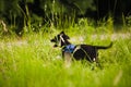 Happy Border Collie dog without leash outdoors in nature in beautiful sunrise. Happy Dog running in green grass without leash in a