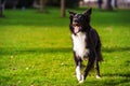 Happy Border Collie dog without leash outdoors in nature . Happy Dog looking to camera in city park Royalty Free Stock Photo