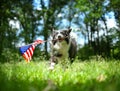Happy border collie dog running and playing outside and carrying the US American flag. Patriotic concept for 4th of July, Memorial Royalty Free Stock Photo