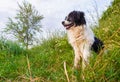 Happy border collie dog seated on the grass in the middle of the nature looking around enjoying the silence of a sunny day