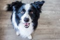 Happy Border Collie dog on the ground