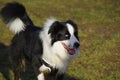 Young border collie dog Royalty Free Stock Photo