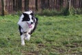 Young border collie dog Royalty Free Stock Photo