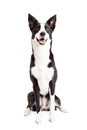Happy Border Collie Mix Breed Dog Sitting Royalty Free Stock Photo