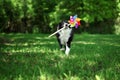 Happy border collie playing with pinwheel