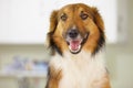 Happy, Border Collie and portrait of dog at vet with health, wellness or insurance for pet. Dogs, face or animal in Royalty Free Stock Photo