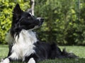 Happy border collie puppy in the garden, with papillon in the head Royalty Free Stock Photo