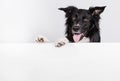 Happy border collie with a white banner or a poster in front of him, isolated. Card template with portrait of a dog . Dog behind