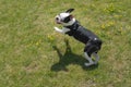 Happy Boston Terrier jumping on grass, smiling, creating a shadow Royalty Free Stock Photo