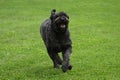 Happy Bouvier Des Flanders dog