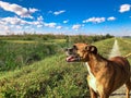 happy boxer dog