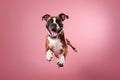 Happy Boxer Dog In Jumping, In Flight On Pink Background. Generative AI