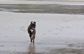 Happy Boxer Dog Running On Beach