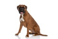 Happy boxer dog sticking his tongue out at the camera Royalty Free Stock Photo