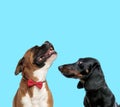 Happy Boxer looking up and Tackel looking at it Royalty Free Stock Photo