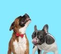 Happy Boxer wearing bowtie and curious French bulldog Royalty Free Stock Photo