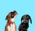 Happy Boxer wearing bowtie and shy Tackel looking at it Royalty Free Stock Photo