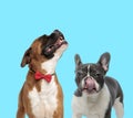 Happy Boxer wearing bowtie and suspicious French bulldog Royalty Free Stock Photo