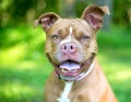 A happy Boxer x Pit Bull Terrier mixed breed dog Royalty Free Stock Photo