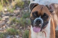Happy boxerdog looking at the camera Royalty Free Stock Photo
