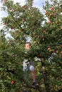 Cute little boy hiding in apple tree on sunny summer day