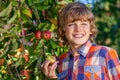 Happy Boy Male Child Picking Apples in an Apple Orchard Royalty Free Stock Photo