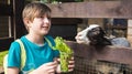 a happy boy in a petting zoo stands at the fence with a llama, feeds the animal. Royalty Free Stock Photo