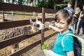 a happy boy in a petting zoo stands at the fence with a llama, feeds the animal. Royalty Free Stock Photo