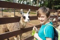 a happy boy in a petting zoo stands at the fence with a llama, feeds the animal. Royalty Free Stock Photo