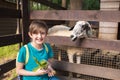 a happy boy in a petting zoo stands at the fence with a sheep, ram, feeds the animal. Royalty Free Stock Photo