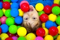 Happy boy playing in colorful balls. Happy child playing at colorful plastic balls playground high view Royalty Free Stock Photo