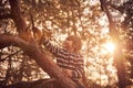 Happy boy sitting high up in a pine tree at sunset Royalty Free Stock Photo