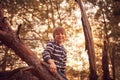 Happy boy sitting high up in a pine tree at sunset Royalty Free Stock Photo