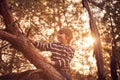 Happy boy sitting high up in a pine tree at sunset Royalty Free Stock Photo