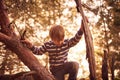 Happy boy sitting high up in a pine tree at sunset Royalty Free Stock Photo