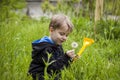 A happy boy on a spring day in the garden blows on white dandelions, fluff flies off him. The concept of outdoor recreation in Royalty Free Stock Photo