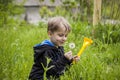 A happy boy on a spring day in the garden blows on white dandelions, fluff flies off him. The concept of outdoor recreation in Royalty Free Stock Photo