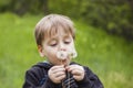 A happy boy on a spring day in the garden blows on white dandelions, fluff flies off him. The concept of outdoor recreation in Royalty Free Stock Photo