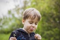 A happy boy on a spring day in the garden blows on white dandelions, fluff flies off him. The concept of outdoor recreation in Royalty Free Stock Photo