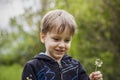A happy boy on a spring day in the garden blows on white dandelions, fluff flies off him. The concept of outdoor recreation in Royalty Free Stock Photo