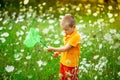 Happy boy walks through the field with flowers and catches butterflies with a net, happy childhood, children`s lifestyle Royalty Free Stock Photo