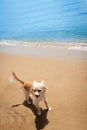 Happy bright chihuahua on tropical beach Royalty Free Stock Photo