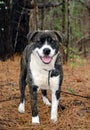 Happy Brindle Anatolian Shepherd Mixed Breed Dog