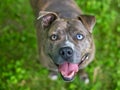 A happy brindle Pit Bull Terrier mixed breed dog with heterochromia in its eyes Royalty Free Stock Photo