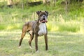 Brindle and white Boxer dog panting tongue, pet rescue adoption photo Royalty Free Stock Photo